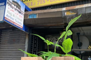 New Dainty Foodmart Oriental  NY